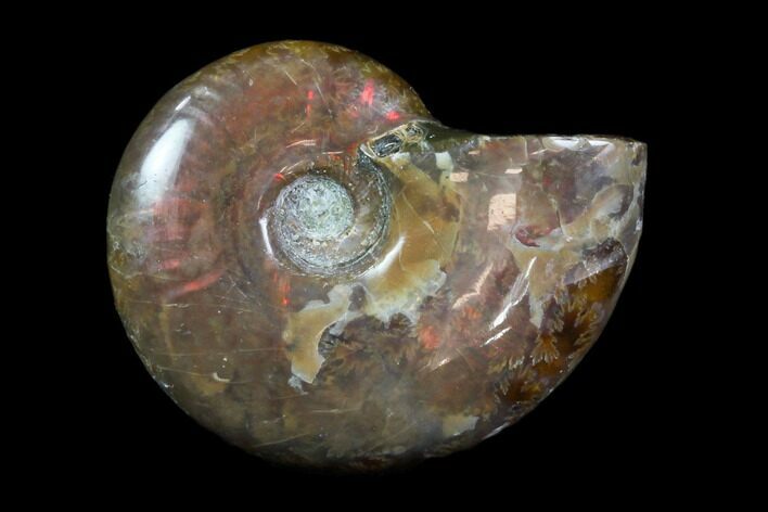 Iridescent, Red Flash Ammonite - Madagascar #82431